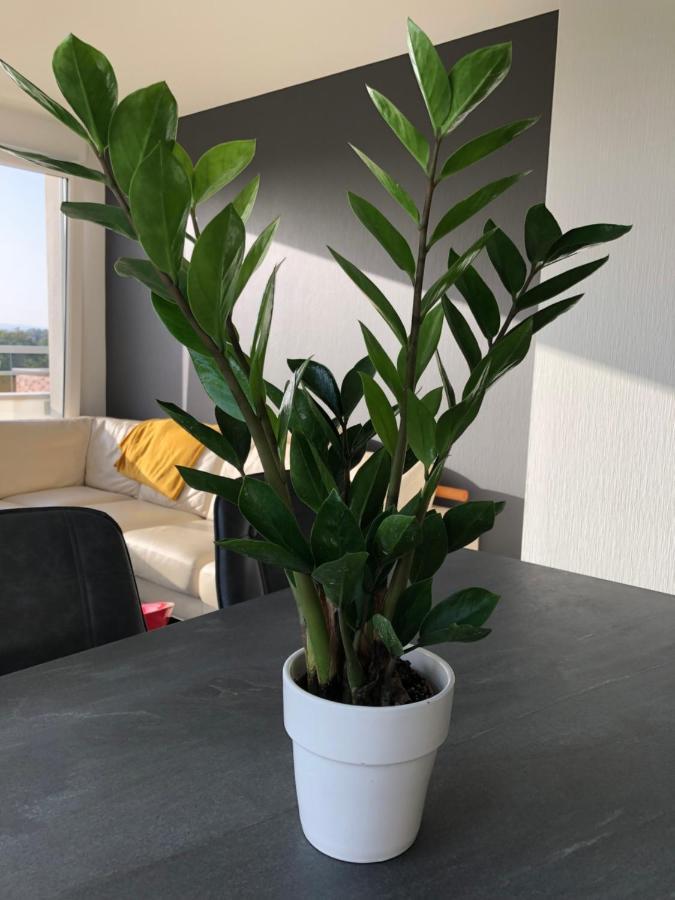 La Terrasse Apartamento Estrasburgo